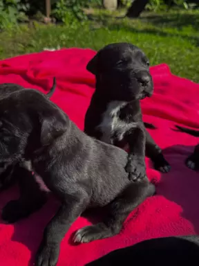 Szczeniaki Cane Corso 4