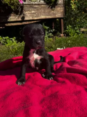 Szczeniaki Cane Corso 5