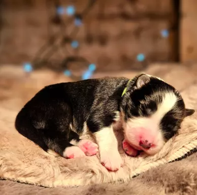 Szczeniaki Border Collie ZKwP / FCI 4