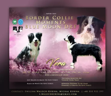 Szczeniaki Border Collie ZKwP / FCI 2