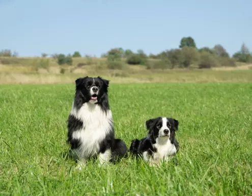 Szczeniaki Border Collie ZKwP / FCI 5