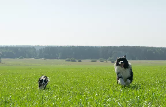 Szczeniaki Border Collie ZKwP / FCI 6