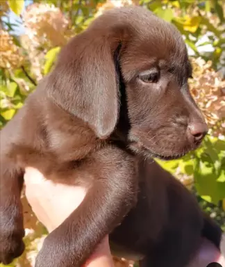 Labrador Czekoladowy - Szczenieta 3