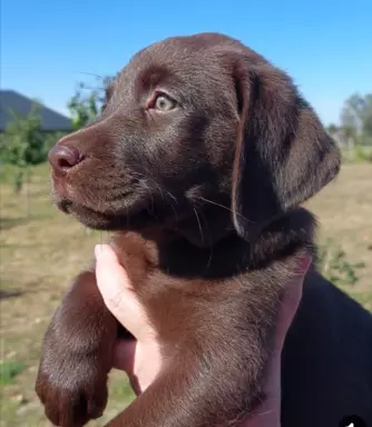 Labrador Czekoladowy - Szczenieta 2