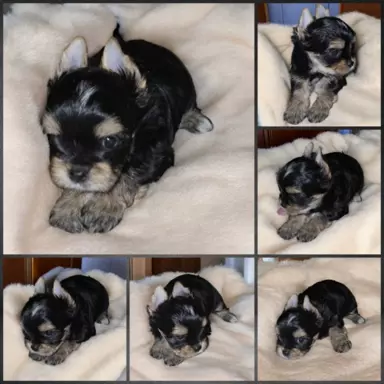 Pieski Yorkshire Terrier Black Tan, Golddust, Blueberry 2