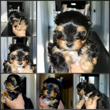 Pieski Yorkshire Terrier Black Tan, Golddust, Blueberry 5