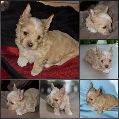 Pieski Yorkshire Terrier Black Tan, Golddust, Blueberry 3