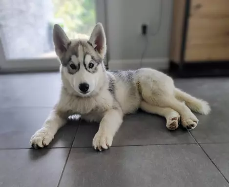 Dostępna śliczna sunia siberian husky ZKwP/FCI 3