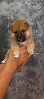 Dostępne do rezerwacji szczeniaczki Shiba Inu ZKWP 2