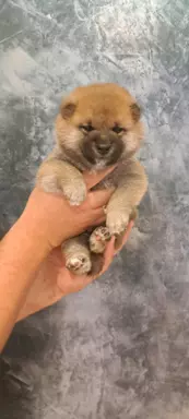 Dostępne do rezerwacji szczeniaczki Shiba Inu ZKWP 1