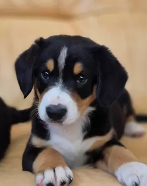 Szczenię Entlebucher 1