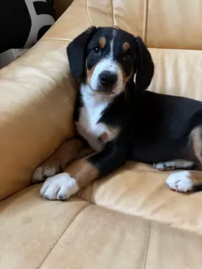 Szczenię Entlebucher 2