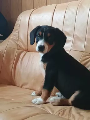 Szczenię Entlebucher 3