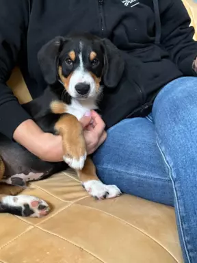 Szczenię Entlebucher 4