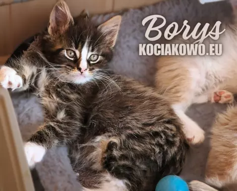 Kocięta Maine Coon kocur rodowodem TICA, WCC 2