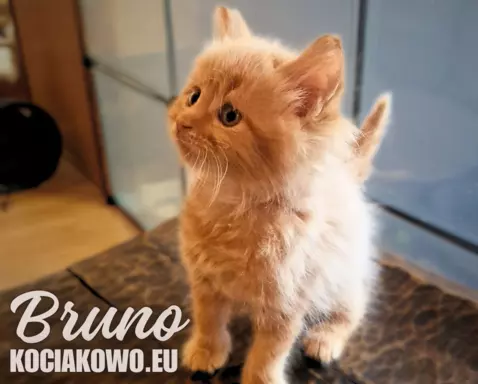 Kocięta Maine Coon kocur rodowodem TICA, WCC 3