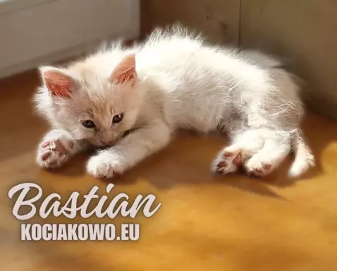 Kocięta Maine Coon kocur rodowodem TICA, WCC 8