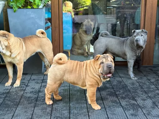 SHAR-PEI hodowla domowa shar pei FCI szczeniaczek do odbioru 10