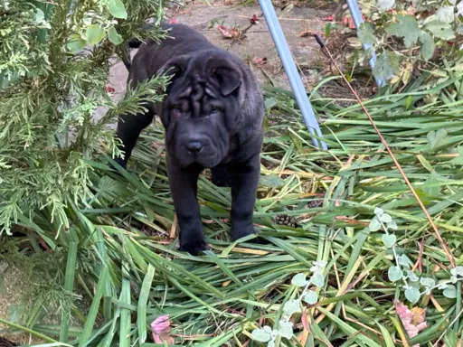 SHAR-PEI hodowla domowa shar pei FCI szczeniaczek do odbioru 1