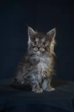 Kocięta Maine Coon 1