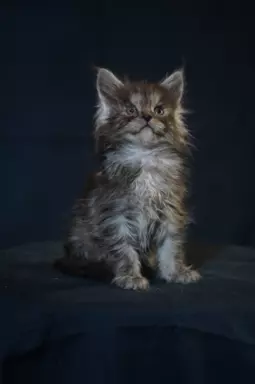 Kocięta Maine Coon 3