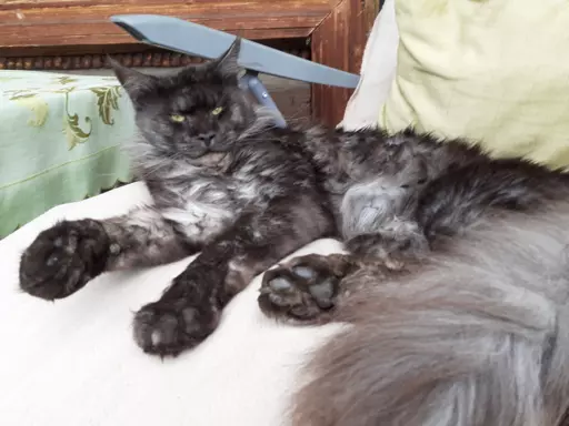 Kocięta Maine Coon 8