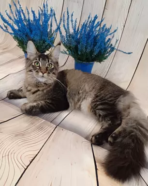 Kotka Ella Maine coon 2