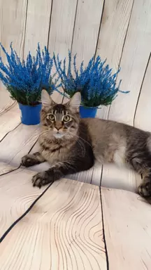 Kotka Ella Maine coon 3