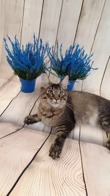 Kotka Ella Maine coon 4