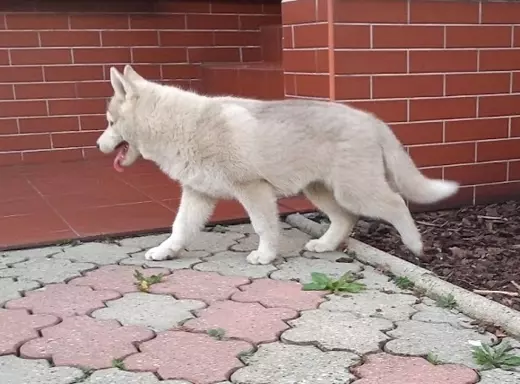 Siberian Husky suczka 4