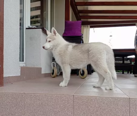 Siberian Husky suczka 5