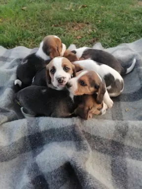 Beagle szczeniaki, rodowód 1