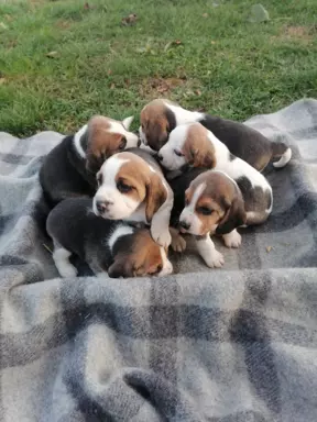 Beagle szczeniaki, rodowód 2