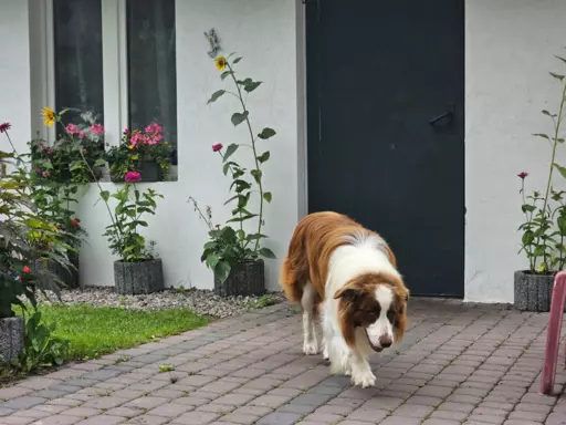 border collie ZKwP FCI czekoladowe szczeniaki 3