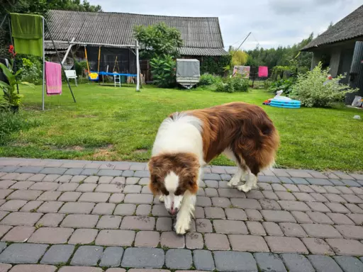 border collie ZKwP FCI czekoladowe szczeniaki 5