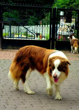 border collie ZKwP FCI czekoladowe szczeniaki 7