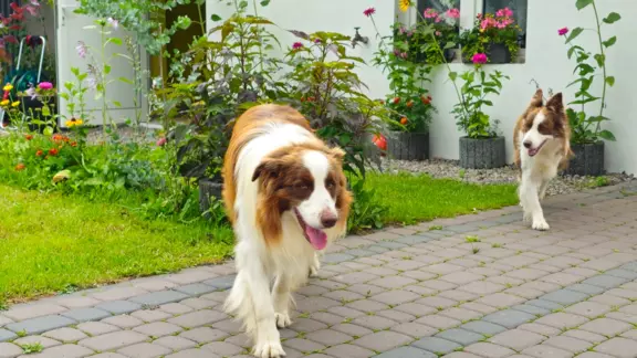 border collie ZKwP FCI czekoladowe szczeniaki 10