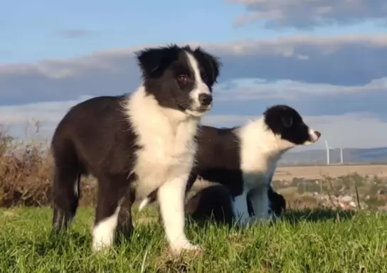 Piękny Rasowy Szczeniak Border Collie - komplet dok. 1