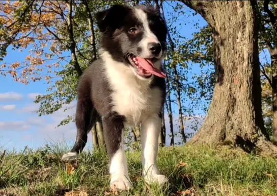 Piękny Rasowy Szczeniak Border Collie - komplet dok. 2