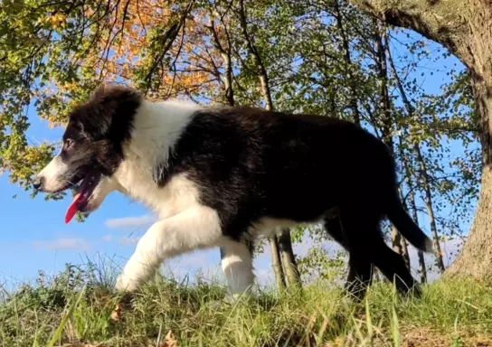 Piękny Rasowy Szczeniak Border Collie - komplet dok. 3