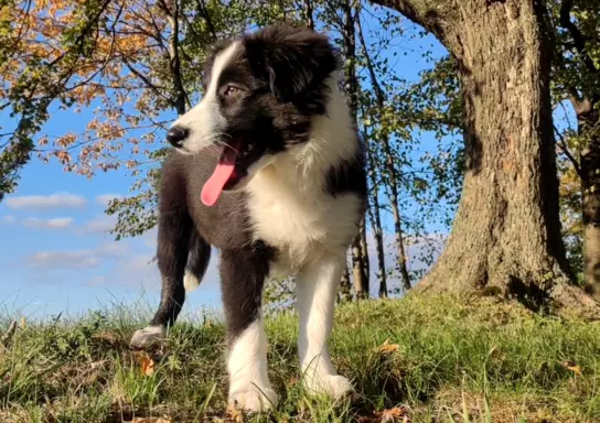 Piękny Rasowy Szczeniak Border Collie - komplet dok. 5