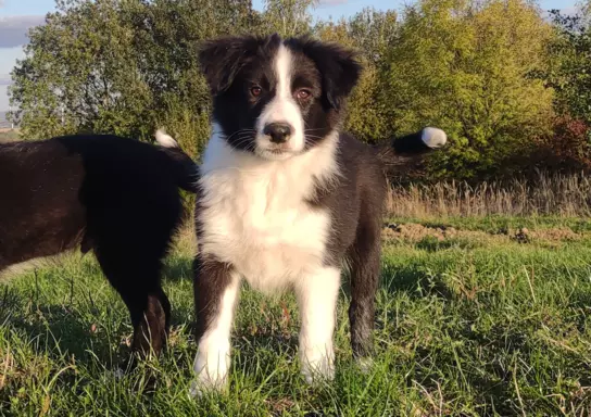 Piękny Rasowy Szczeniak Border Collie - komplet dok. 4