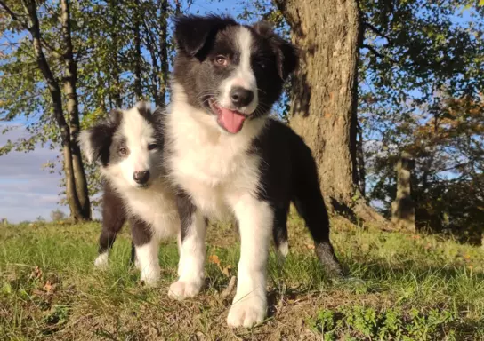 Piękny Rasowy Szczeniak Border Collie - komplet dok. 6