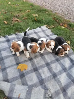 Beagle szczeniaki, rodowód 2