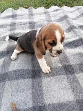 Beagle szczeniaki, rodowód 8