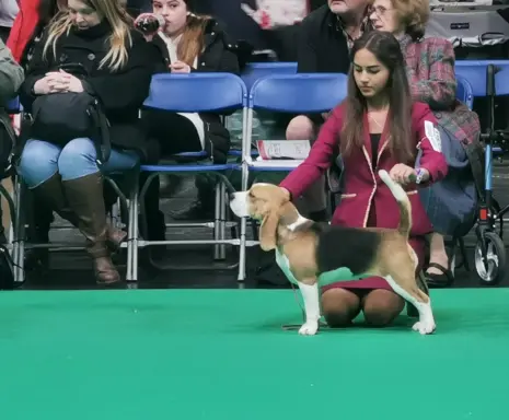 BEAGLE-mniejsze w typie szczeniaki, po championach 9