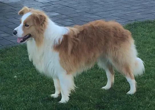 Piękne Szczenie Border Collie - Rasowy i po świetnych rodzic 3