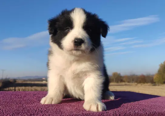 Piękne Szczenie Border Collie - Rasowy i po świetnych rodzic 2