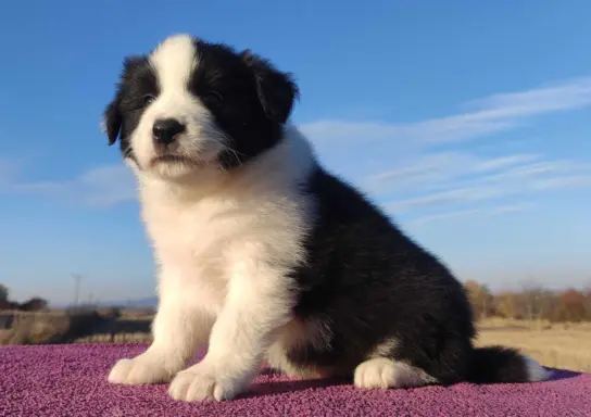 Piękne Szczenie Border Collie - Rasowy i po świetnych rodzic 1