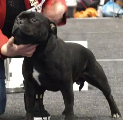 Staffordshire Bull Terrier, Staffik szczenięta z ZkwP ( FCI) 10